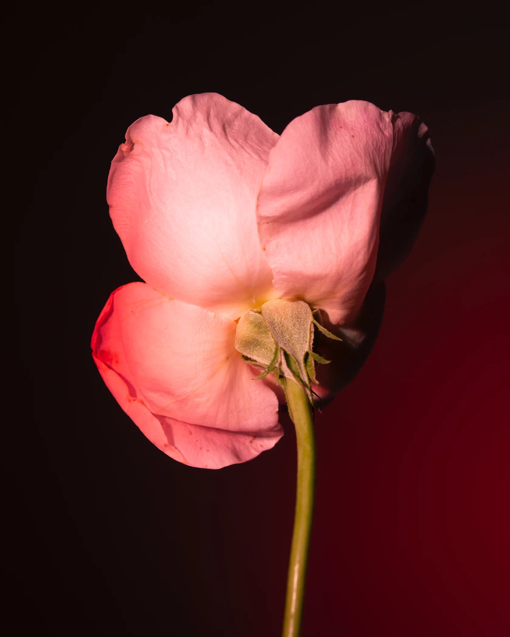 BDK PARFUMS - TABAC ROSE EAU DE PARFUM 3.4 oz UNISEX