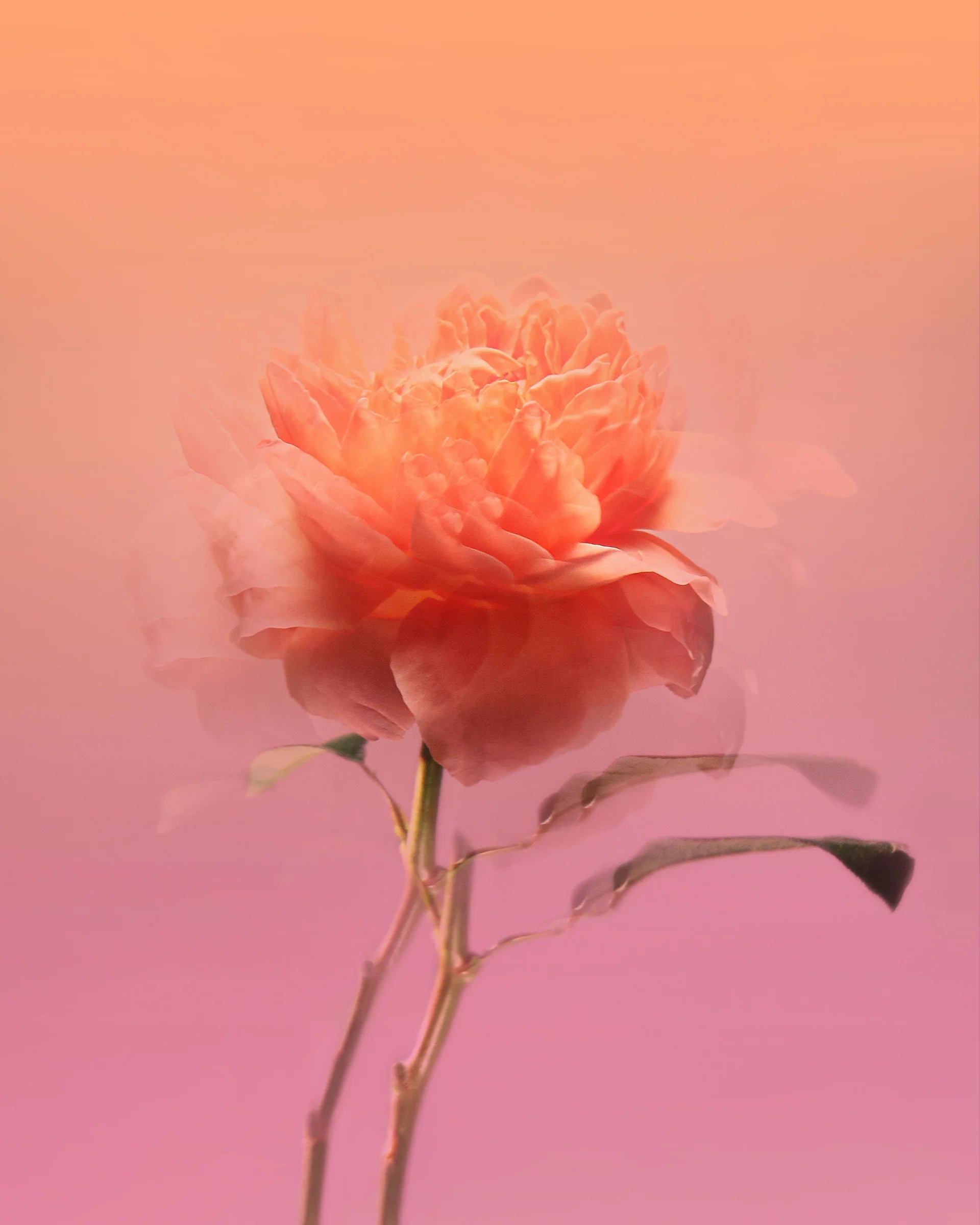 BDK PARFUMS - IMPADIA EAU DE PARFUM 3.4 oz UNISEX